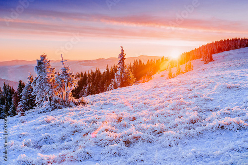 Fototapeta drzewa natura świerk śnieg widok