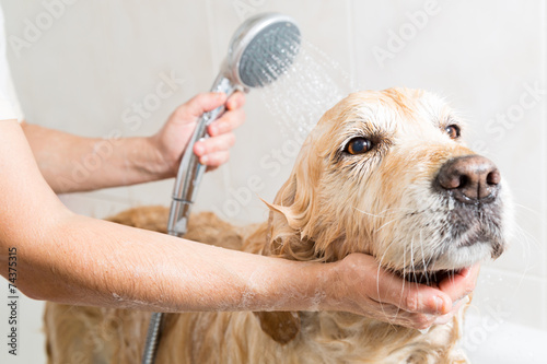 Fototapeta zdrowie ładny labrador przystojny