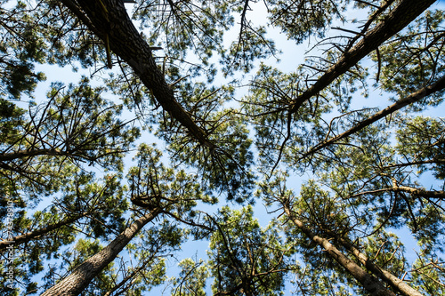 Naklejka natura francja sosna