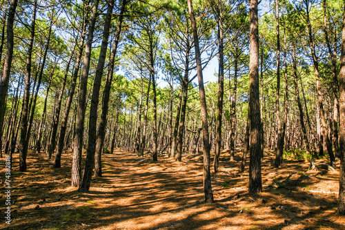 Fotoroleta natura krajobraz roślina sosna