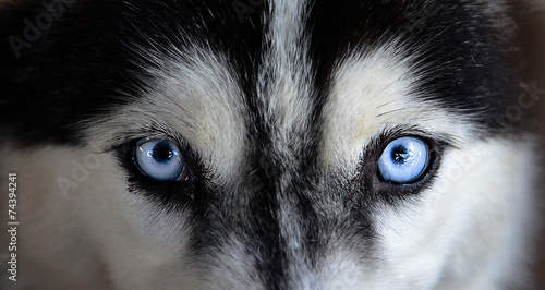 Fototapeta Oczy Syberian husky