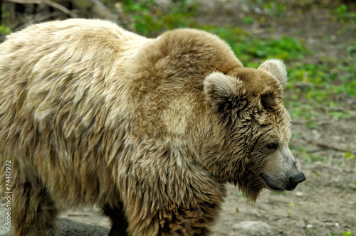 Naklejka ssak natura bezdroża park