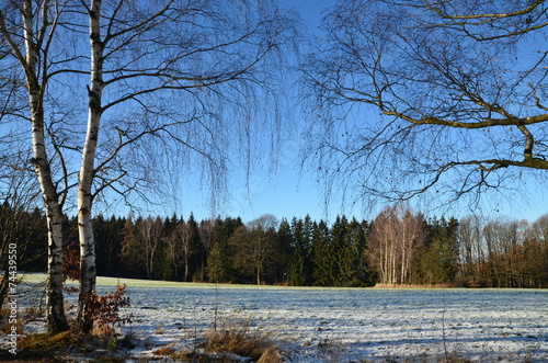 Fototapeta pole ładny natura