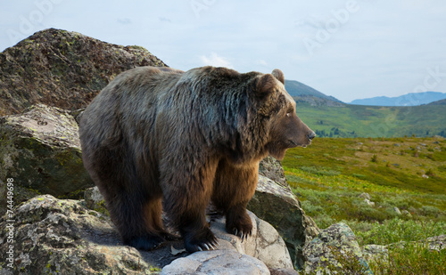 Naklejka góra natura dziki