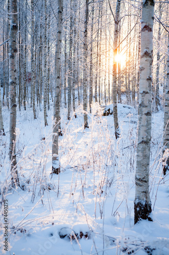 Fototapeta las widok natura