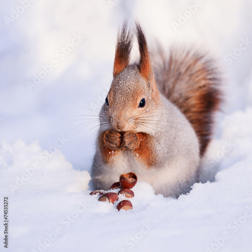 Naklejka wiewiórka śnieg zwierzę