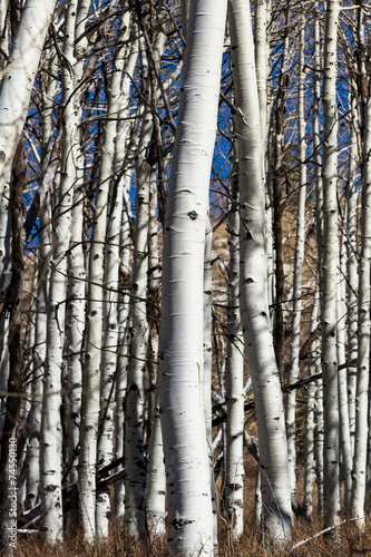 Fototapeta drzewa jesień ameryka natura