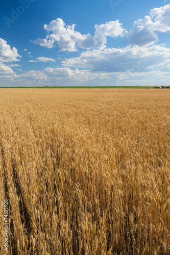 Obraz na płótnie trawa żyto natura