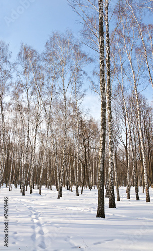 Fototapeta roślina słońce panorama drzewa park