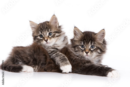 Fotoroleta Dwa kociaki syberyjskie