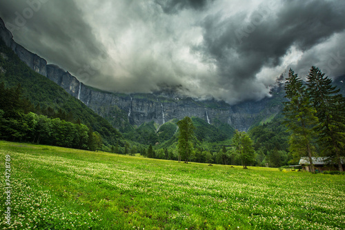 Fotoroleta natura las alpy