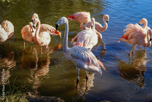 Fotoroleta tropikalny europa woda wieś fauna