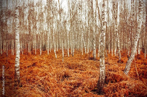 Naklejka natura dziki roślina