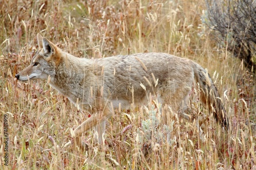 Obraz na płótnie trawa dziki natura zwierzę pole