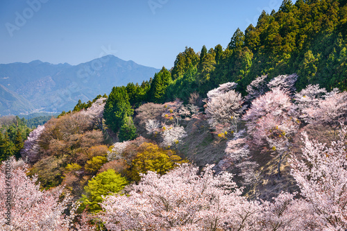 Naklejka stok wiśnia pejzaż japonia wiejski