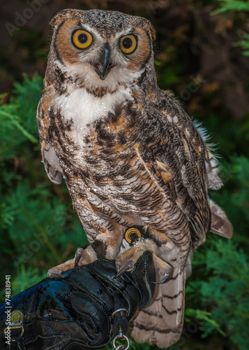 Fototapeta natura zwierzę sowa portret