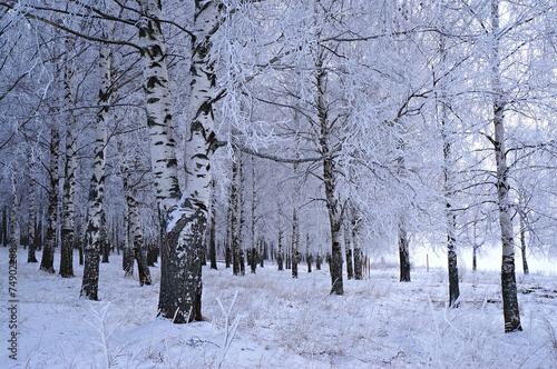 Naklejka park śnieg niebo brzoza