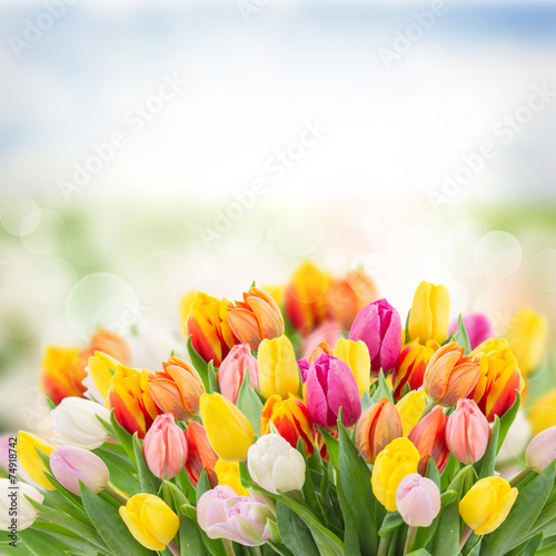 Obraz na płótnie sztuka park tulipan