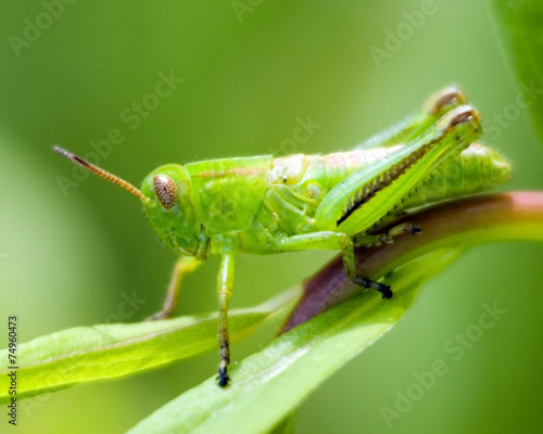 Fotoroleta natura zwierzę zbliżenie szarańcza dzikość