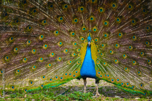 Naklejka natura wzór mężczyzna zwierzę