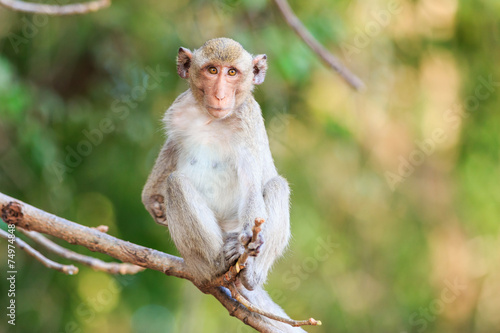 Fotoroleta oko portret safari las ładny