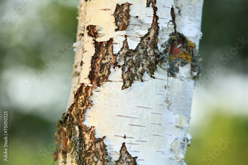 Naklejka skandynawia brzoza natura lato