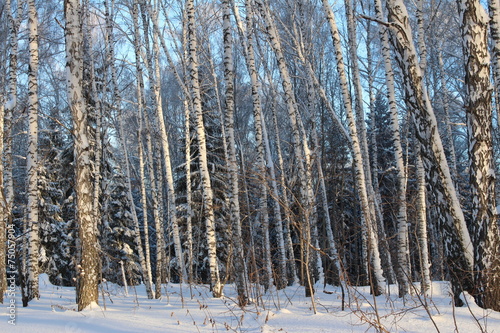 Fototapeta śnieg pejzaż las natura