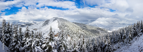 Fotoroleta gałązka panorama widok las drzewa