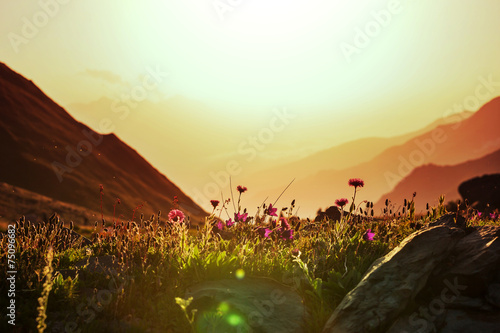 Plakat kwiat trawa łąka lato wzgórze