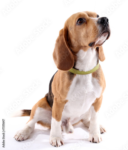 Plakat zwierzę ładny ssak szczenię pies