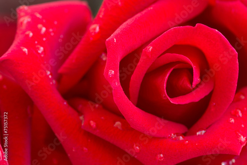 Obraz na płótnie rosa piękny kwiat woda świeży