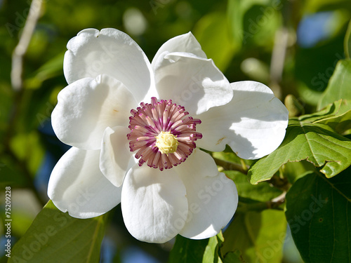 Fotoroleta kwiat roślina magnolia kwitnący