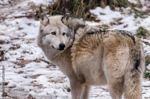 Fotoroleta natura dziki szczenię lato spokojny