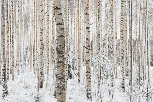 Fototapeta las brzoza natura drzewa