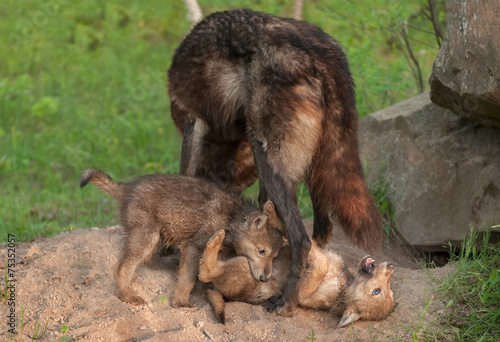 Plakat zwierzę szczenię ssak natura canis