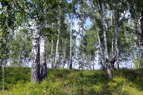 Fototapeta natura pejzaż roślina las