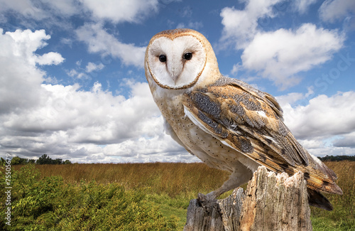 Fototapeta zwierzę natura ptak pole łąka