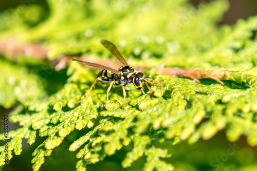 Fotoroleta natura zwierzę fauna krzew