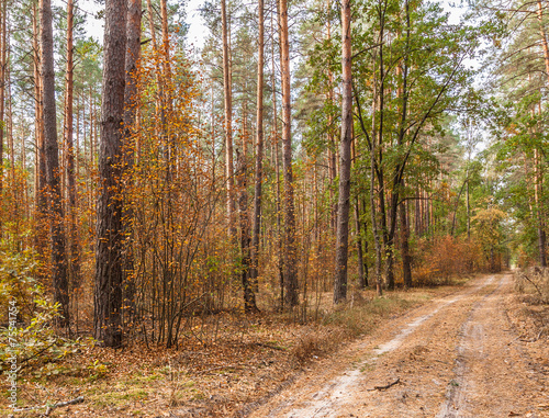 Fototapeta lato park brzoza droga sosna