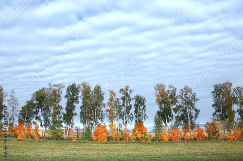 Fototapeta las drzewa pastwisko obraz natura