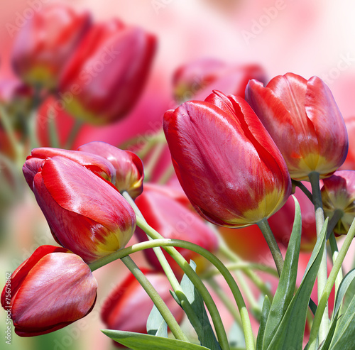 Naklejka roślina tulipan świeży piękny kwiat