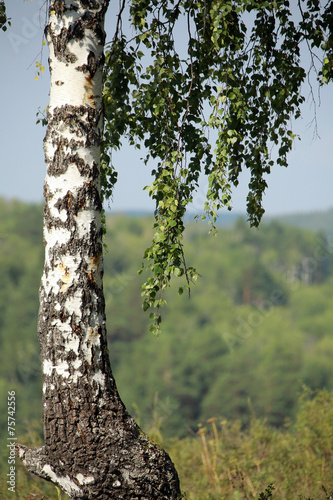 Fototapeta park pejzaż las natura roślina