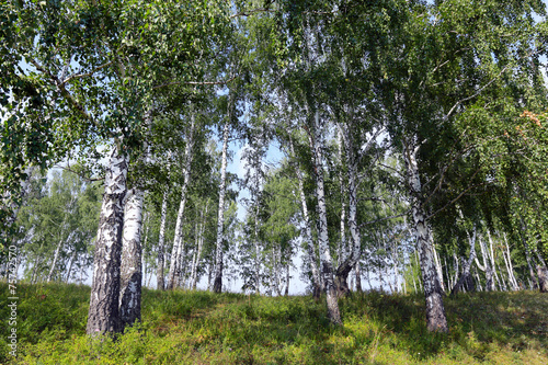 Fototapeta brzoza trawa rosja piękny