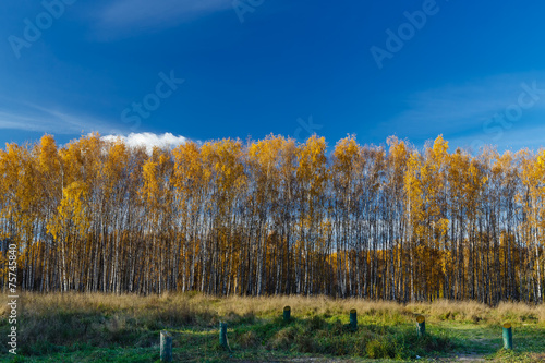 Plakat natura pejzaż roślina drzewa