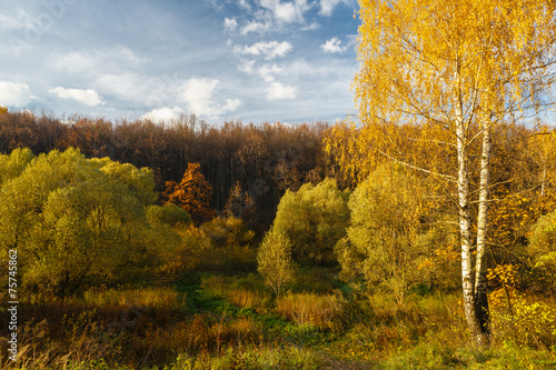 Fototapeta jesień dąb natura