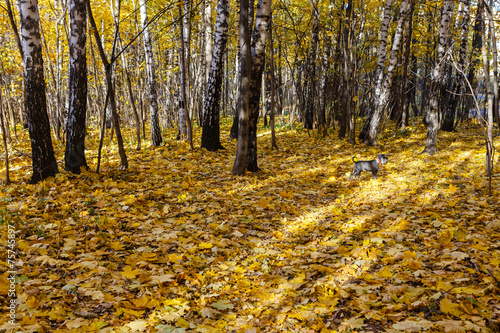 Fototapeta widok jesień natura drzewa