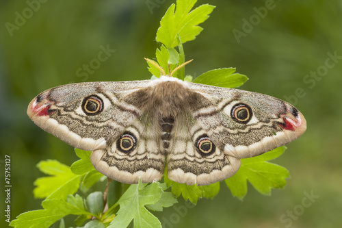 Fototapeta dziki moda fauna lato