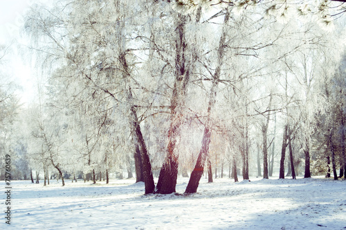 Fototapeta retro brzoza las świerk śnieg