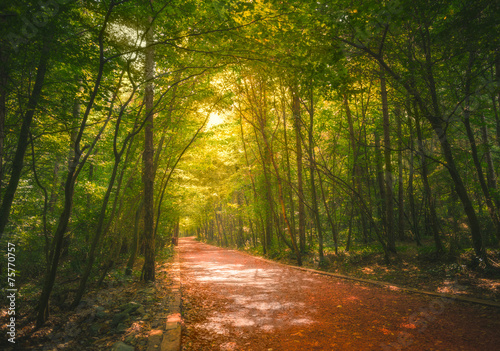 Naklejka piękny park natura pejzaż