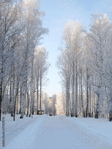 Fototapeta brzoza drzewa las śnieg